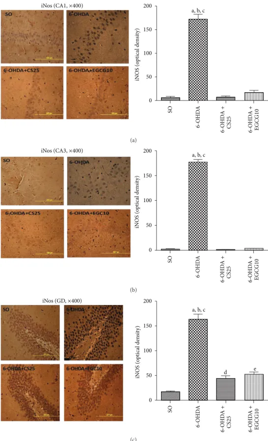 Figure 11: Treatments with CS25 or EGCG10 of 6-OHDA-lesioned animals reversed at least partially the increased immunostainings for iNOS, mainly in CA1, CA3 areas, but also in DG hippocampal subields