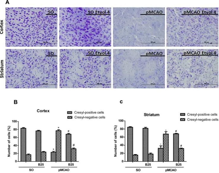 Fig. 9. Eriodictyol (4 mg/kg) attenuates the increase cell death in the cortex and striatum of mice submitted to pMCAO