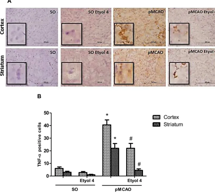 Fig. 6. Eriodictyol (4 mg/kg) attenuates the increase of TNF-␣ expression in the cortex and striatum of mice submitted to pMCAO