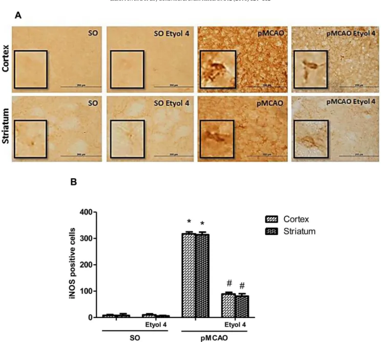 Fig. 7. Eriodictyol (4 mg/kg) attenuates the increase of iNOS expression in the cortex and striatum of mice submitted to pMCAO