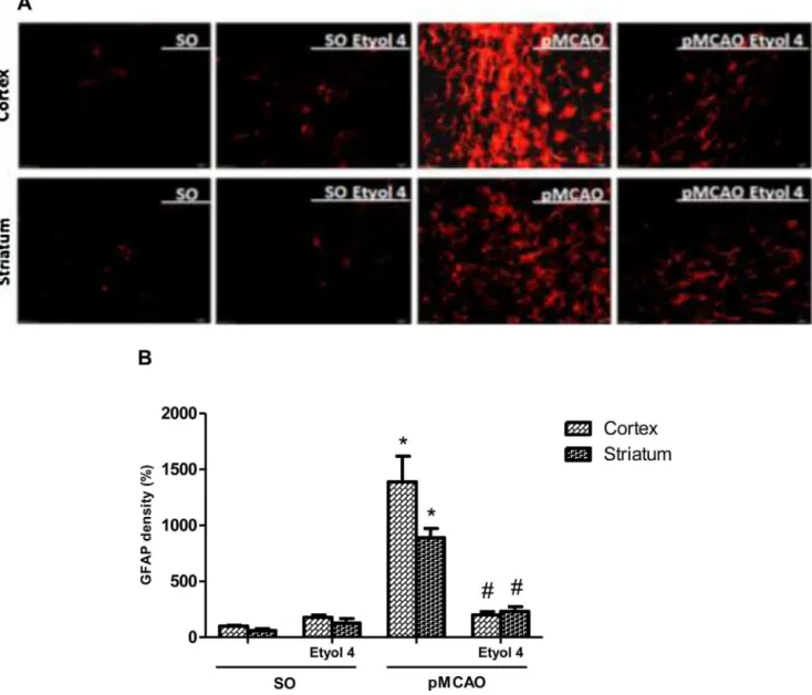 Fig. 8. Eriodictyol (4 mg/kg) attenuates the increase of GFAP expression in the cortex and striatum of mice submitted to pMCAO