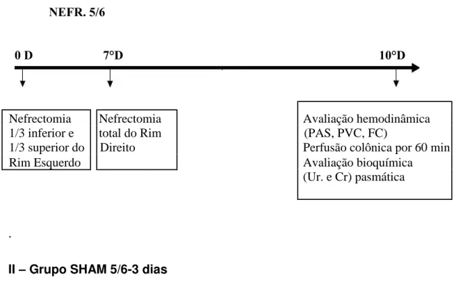 FIGURA  03-  Delineamento  experimental  para  nefrectomia  5/6  após  três  dias  com avaliações hemodinâmicas, bioquímicas e transporte  intestinal para água  e eletrólitos