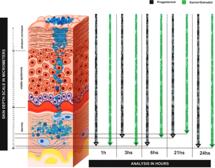 Figure 1 - Skin layer analysis - concentration of progesterone nanoparticles in the dermis