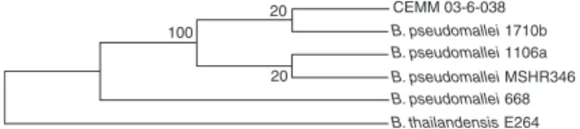 FIG. 1. Evolutionary relationships between B. pseudomallei strain CEMM 03-6-038 recovered from a case of mycotic aneurysm in Brazil and strains from Thailand and Australia.