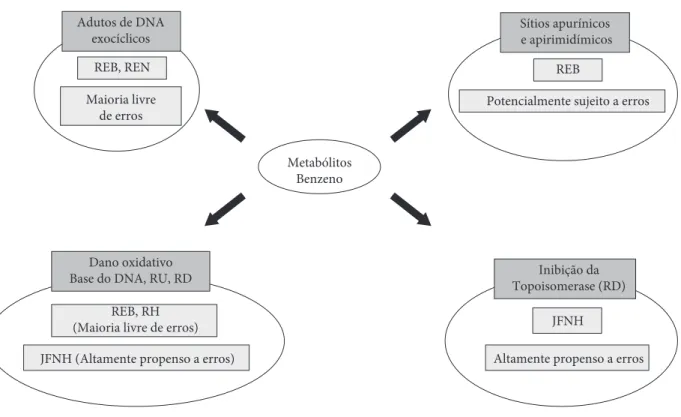 Figura 4. Sistemas de reparação do DNA envolvidos na remoção das alterações induzidas por metabólitos do benzeno