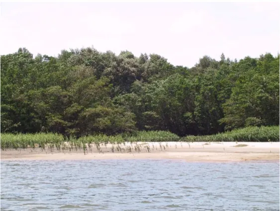 Figura 04: Três gerações de mangue colonizando uma área do rio Jaguaribe. Fonte: Acervo do autor