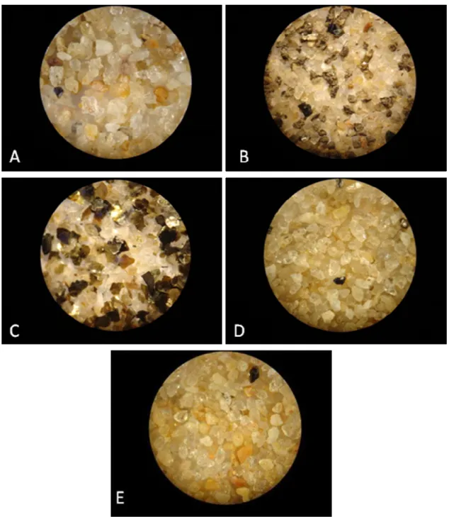 Figura 26: Morfologia dos grãos retirados das camadas de 0 até 38 cm (A), 38 até 72 cm (B), 72 até 95 cm (C),  95 até 123 cm (D) e 123 até 133 cm