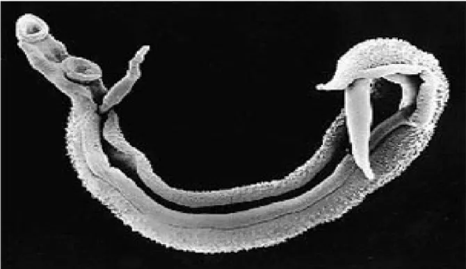 Figura 2 – Casal de vermes adultos de S. mansoni.  