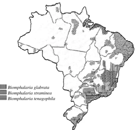 Figura 5 – Distribuição Geográfica do Hospedeiro Intermediário da Esquistossomose no Brasil