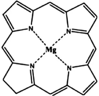 Figura 3: Estrutura química da molécula de betacaroteno [9].