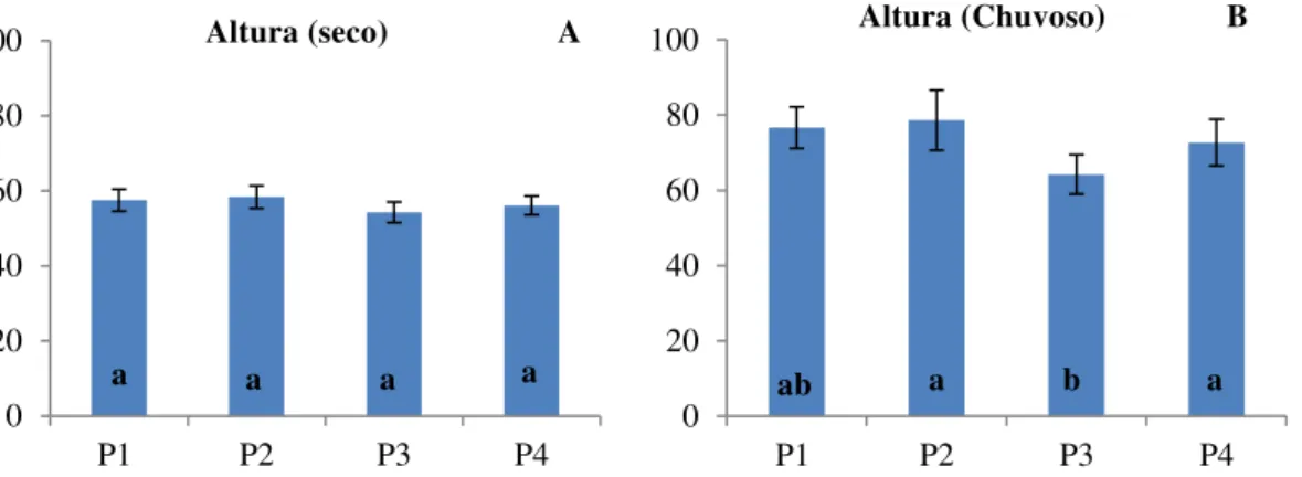 Figura 2.   Média da altura em centímetros no período seco (A) e chuvoso (B) da pornunça (Manihot sp.)  cultivada em sequeiro, sob as diferentes doses de adubação fosfatada (A e B)*