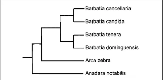 Figura  5  –  Cladograma  mostrando  a  relação  de  arcídeos  do  gênero  Barbatia  com  dois  grupos  externos  de  arcídeos (gêneros Arca e Anadara)