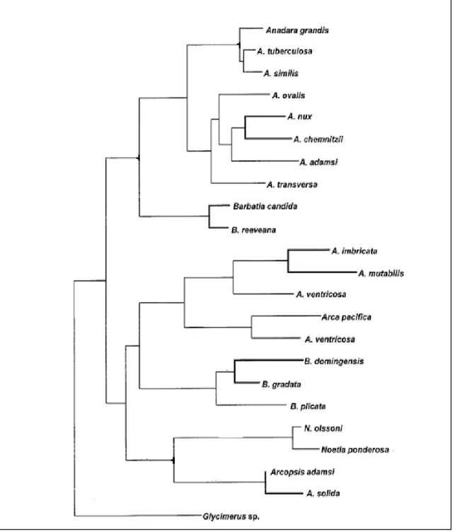 Figura  6  -  Cladograma  baseado  na  análise  de  máxima  verossimilhança  de  sequências  da  COI  combinadas  a  sequências de H3 de alguns bivalves da família Arcidae