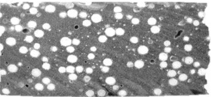 Figura  2:  Corte  longitudinal  dos  corpos  de  prova  de  todas  as  condições experimentais.