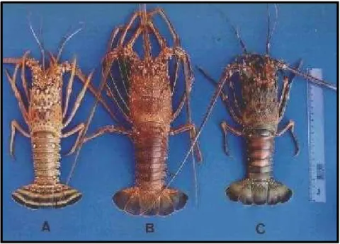 Figura 1. Espécies de lagostas espinhosas encontradas na costa cearense.  