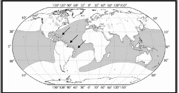 Figura  3.  Distribuição  das  lagostas  espinhosas  do  gênero  Panulirus  no  cenário  mundial (faixa escura) e da espécie Panulirus argus (setas)