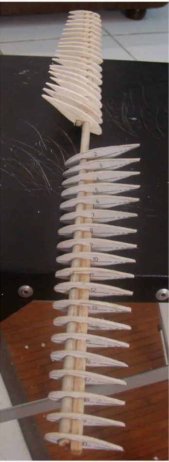 Figura 3 - Gabaritos dos perfis, j´ a montados sobre as longari- longari-nas. Percebe-se a tor¸c˜ ao de projeto (decrescente da raiz para as pontas).