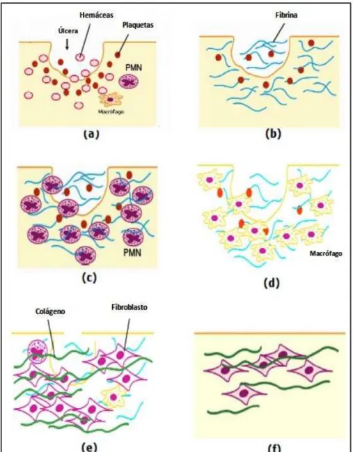 Figura 2 - Representação das fases do processo cicatricial 