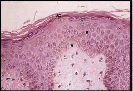 Figura 2 – Camadas da epiderme 