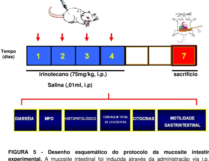 FIGURA  5  -  Desenho  esquemático  do  protocolo  da  mucosite  intestinal  experimental