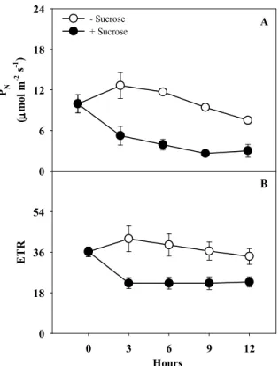 Figure  5:  TimeFcourse  of  net  photosynthesis  (A)  and  rate  electron  transport  (B)  in  sugarcane  leaf  segments  incubated with water (control) or sucrose 50 mM