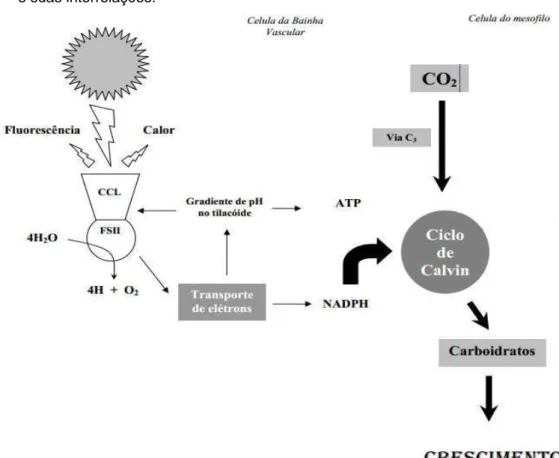 Figura 1 - Esquema de Ellsworth mostrando a via C 3  do processo de fotossíntese  e suas interrelações