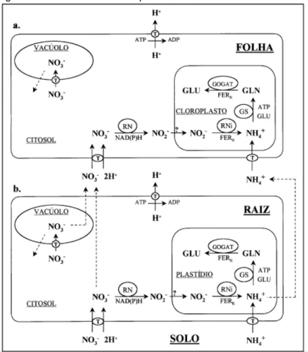 Figura  2.  Representação  esquemática  da  rota  de  assimilação  do  nitrogênio nas raízes e folhas de plantas