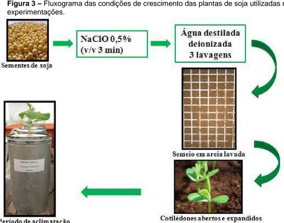 Figura 3 – Fluxograma das condições de crescimento das plantas de soja utilizadas nas  experimentações