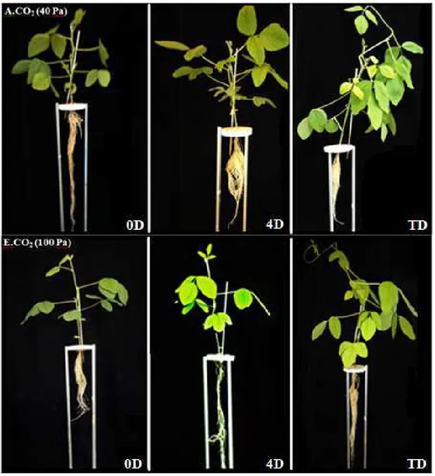 Figura  4  -  Comparação  do  crescimento  entre  as  plantas  de  soja  expostas  a  CO 2