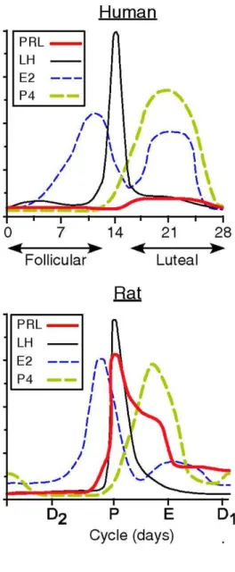 Figura 4. Concentração hormonal comparando ratos e humanos. 