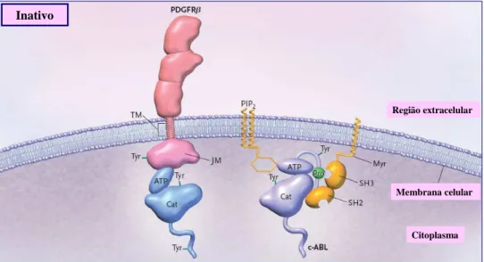 FIGURA 4 - Receptores da tirosina quinase (TK) em seu estado inativo. Vê-se um receptor  típico da tirosina quinase (receptor   do fator de crescimento derivado das plaquetas  [PDFGR ]) e um receptor de TK não-receptor (c-ABL), com a parte ligada ao ATP e 