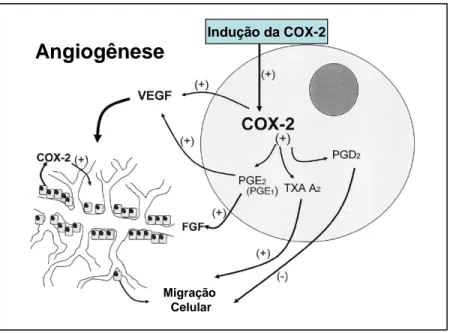 FIGURA 9 - A indução da ciclooxigenase-2 (COX-2) estimula mediadores da  angiogênese. PGE2, PGE1 e COX-2 estimulam VEGF, um potente estimulador da  neovascularização