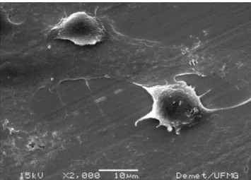 Figura 3: Imagem de microscopia eletrônica de varredura de células  aderidas à superfície do filme binário.