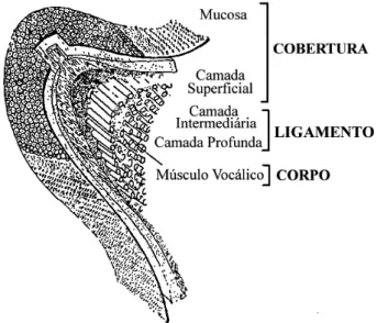 Figura 3 - divisão histológica das cordas vocais verdadeiras.