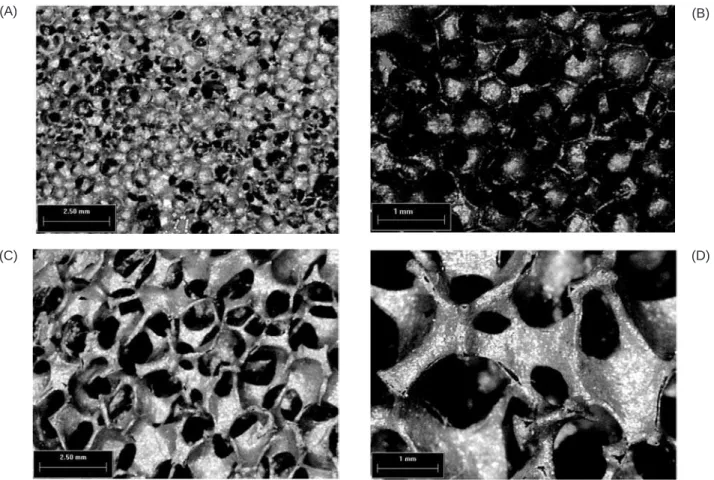 Figura 7: Micrografias obtidas por MEV das cerâmicas reticuladas, processadas com a matéria-prima AF, após sinterização a 1100  o C