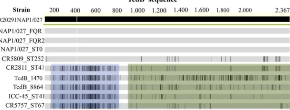 Fig. 1. Molecular typing and core genome-based analysis. (A) PFGE patterns from C. difﬁcile strains isolated in a Brazilian Cancer Hospital