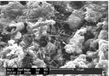 Figura 8: Micrografias da superfície de fratura de cp de concreto com 4% de lodo, obtidas por microscopia eletrônica de varredura