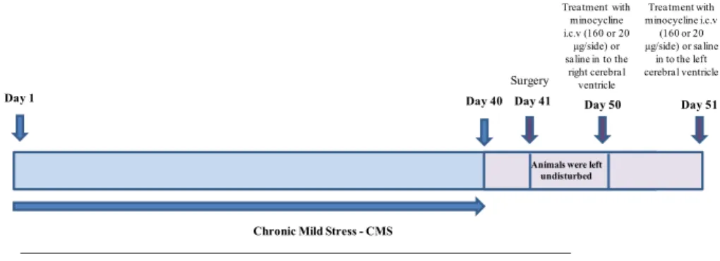 Fig. 1 Schematic drawing of the stress protocol and treatment with minocycline. CMS procedures will be performed for 40 days