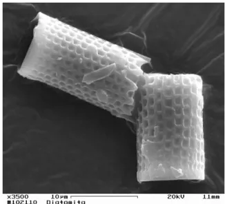 Figura 3: Curva de distribuição de tamanho de partículas do material diatomáceo.