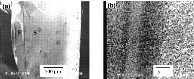 Figura 3: Fotomicrografias eletrônicas de varredura: (a) seção transversal da membrana, aumento 50x; (b) região da interface entre o suporte (direita) e o recobrimento (esquerda), aumento 3500x.