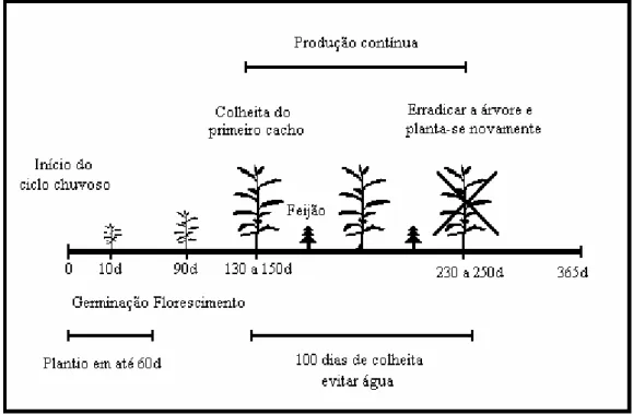 Figura 01 - Esquema simplificado do ciclo de vida da mamona plantada em simbiose com feijão