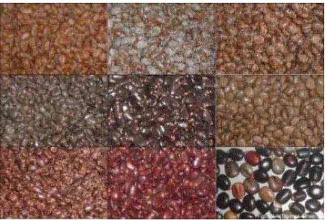 Figura 03 - Exemplo da diversidade de cores, tamanhos e tipos de semente de mamona  Fonte: Embrapa (2004) 
