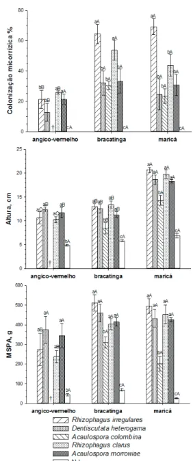 FIGURA 1 Colonização micorrízica, altura e produção de  matéria seca de parte aérea (MSPA) aos 137 dias  de crescimento de leguminosas arbóreas após  inoculação de fungos micorrízicos arbusculares  (FMA) em substrato contendo rejeito de mineração  de carvã