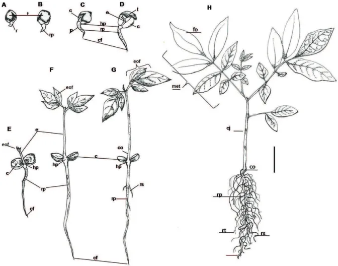 Figura 2  Desenvolvimento inicial de Cabralea canjerana. A a C – Emissão da radícula; D e E – Alongamento da radícula, apareci- apareci-mento da primeira ordem de eófilos; F e G – Plântula; H – Muda (eof – eófilo; e – epicótilo; c – cotilédone; cf – coifa;