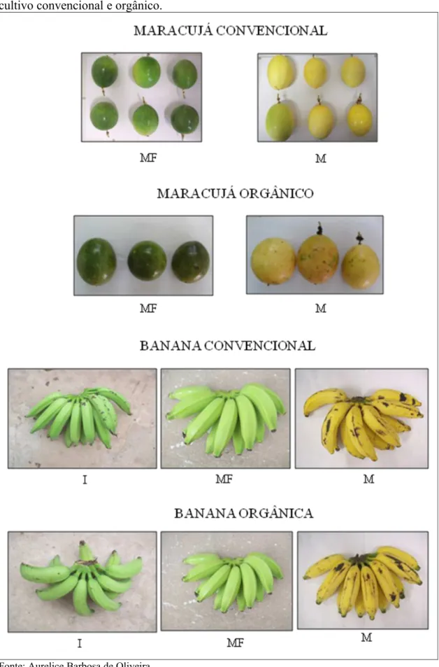 Figura 6  - Estádios de desenvolvimento dos frutos do maracujazeiro e bananeira sob  cultivo convencional e orgânico