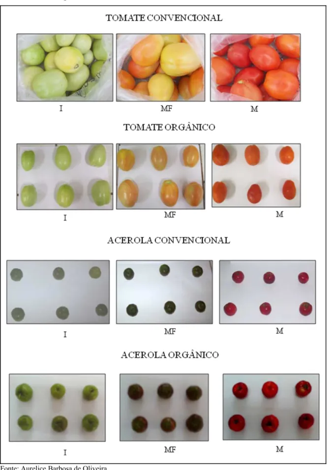 Figura 7 - Estádios de desenvolvimento dos frutos do tomateiro e aceroleira sob cultivo  convencional e orgânico