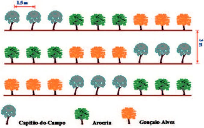 Figura 1 Esquema das disposições das árvores no teste de 