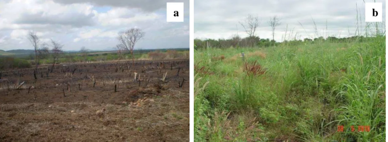 Figura 8  –  Microbacia experimental B4, tratamento de desmatamento, queima e cultivo de  capim, estação seca (a) e estação chuvosa (b)