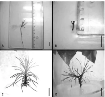 Figure 1 –  General aspects of the in vitro establishment of Pinus  taeda L. from cotyledonary nodes of seedlings derived from  select-ed seselect-eds (Lot LA1)