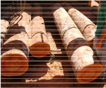 Figura 1 – Toras chegando à unidade experimental de desdobro